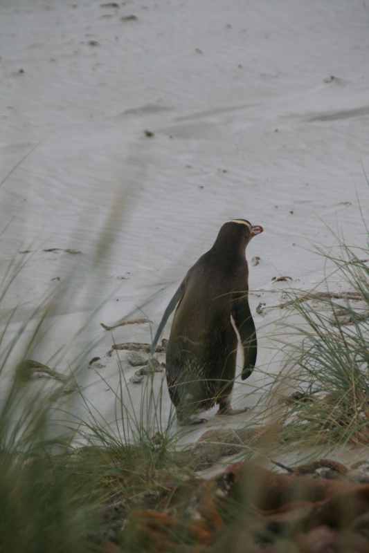 Nieuw-Zeeland 2011 - 2022